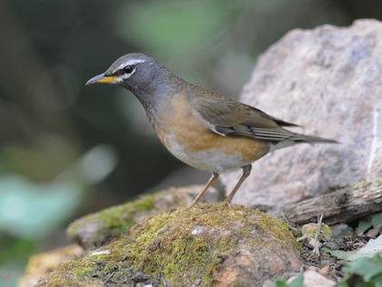 Eye-browed-Thrush-Thailand 2013