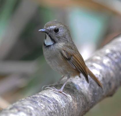 White-gorgeted-Flycatcher - Thailand 2013