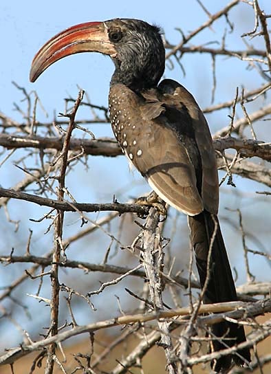 Monteiro Hornbill