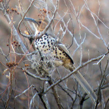 Ocellated-Thrasher-by-Dave Mackay