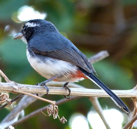 Red-breasted-Chat by Dave Mackay