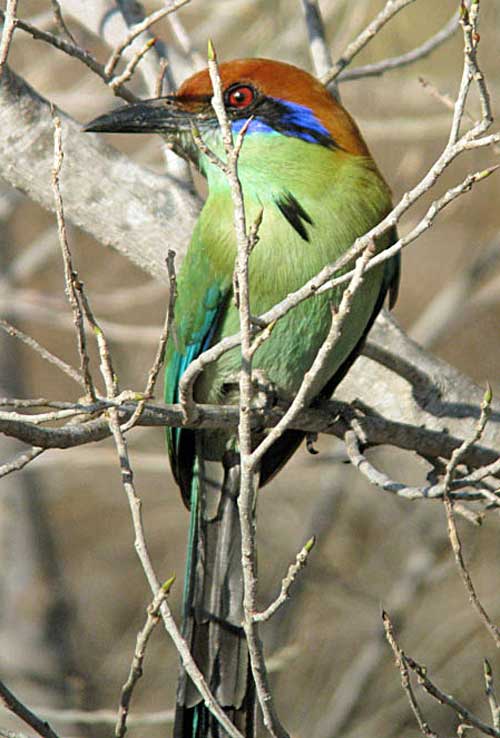 Russet-crowned-Motmot-by Dave Mackay