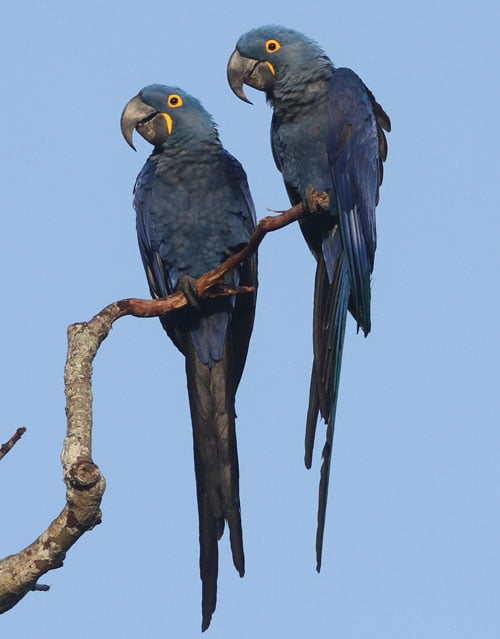 Hyacinth-Macaws-by-Steve-Bird