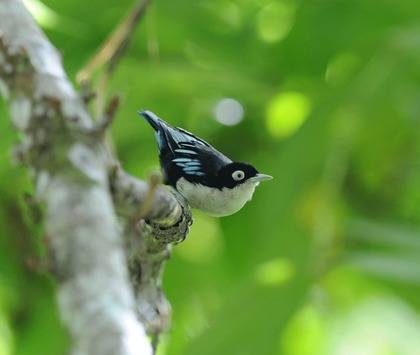 Blue-Nuthatch-copyright-Nick-Bray