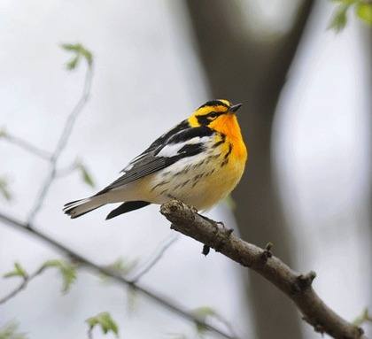 Blackburnian Warbler