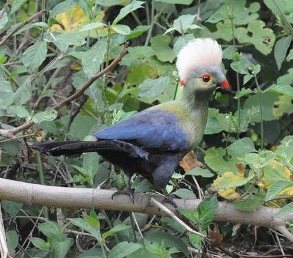 Prince-Ruspolis-Turaco-1