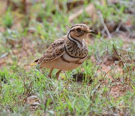 Heuglins-Courser-Ethiopia 2013