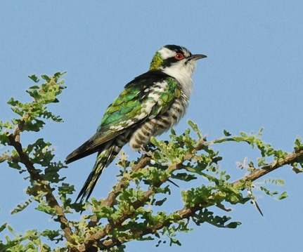 Diederik-Cuckoo - Ethiopia 2013