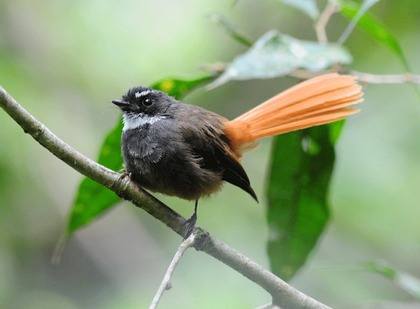 Rufous-tailed Fantail