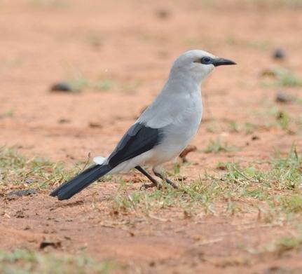 stresemanns bushcrow