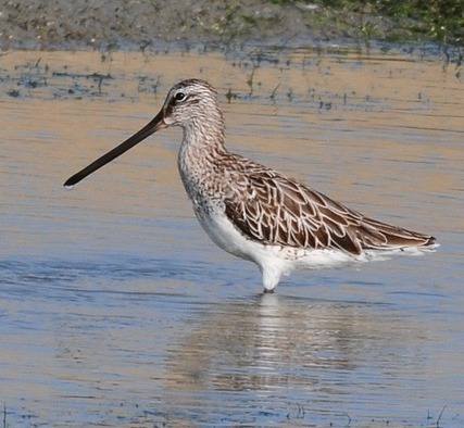 Asiatic Dowitcher - Thailand