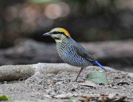 Blue Pitta &copy; Nick Bray Thailand 2014