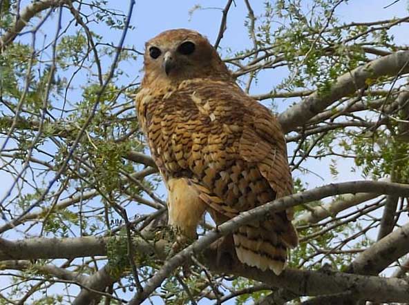 Pels Fishing Owl