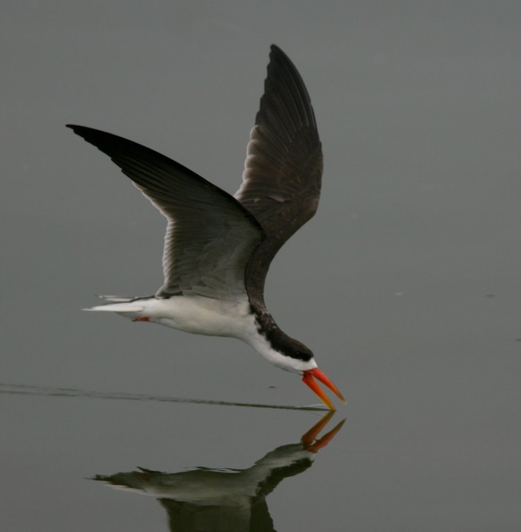 African Skimmer