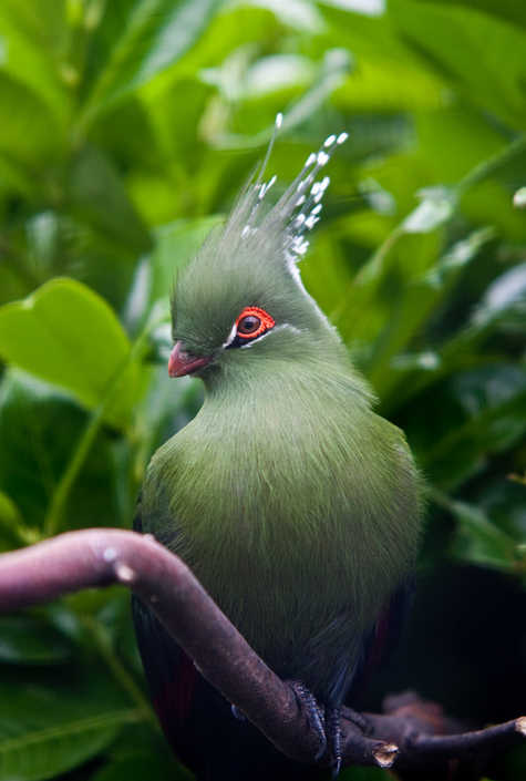 Schalows Turaco