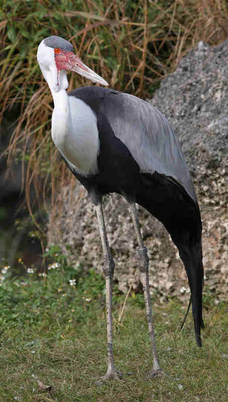 Wattled Crane