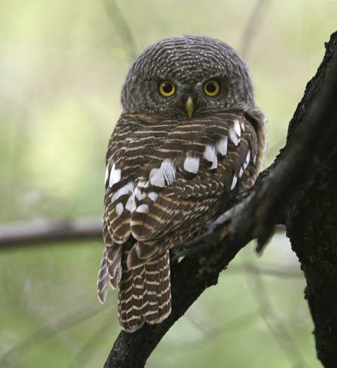 African-Barred-Owlet