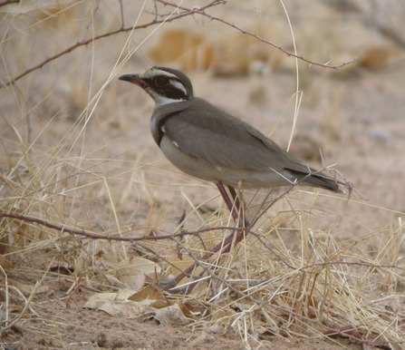 Bronze-winged-Courser