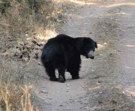 sloth bear