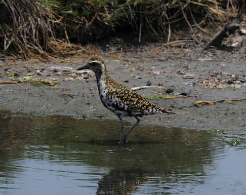 Pacific Golden Plover