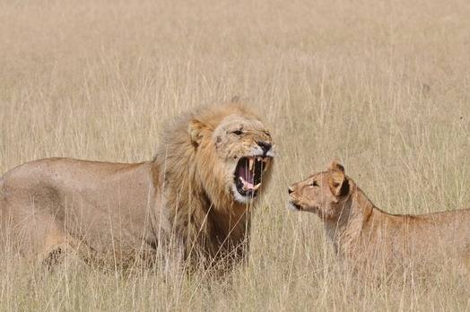 Lion-by-Nick-Bray-Namibia-2014-tour