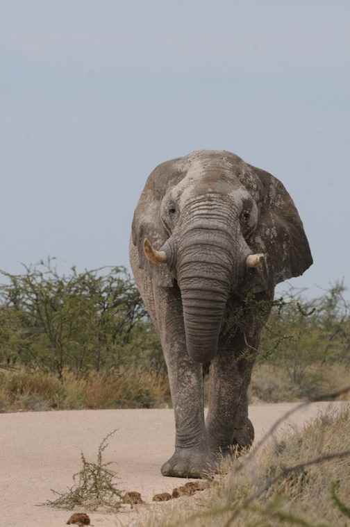 African-Elephant-at-Etosha-by-Nick-Bray