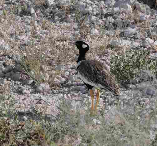 Northern-Black-Korhaan-by-Tom-Bray