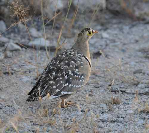 Double-banded-Sandgrouse