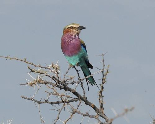 Lilac-breasted-Roller-by-Tom-Bray