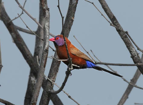 Violet-eared Waxbill by Nick Bray