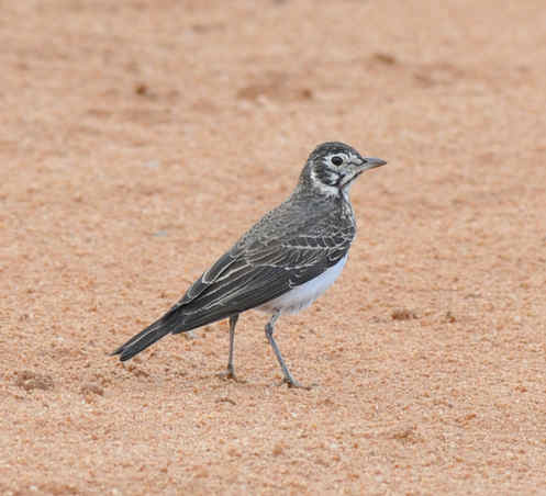 Dusky Lark by Nick Bray