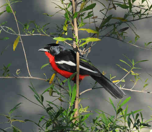 Crimson-breasted Shrike by Nick Bray