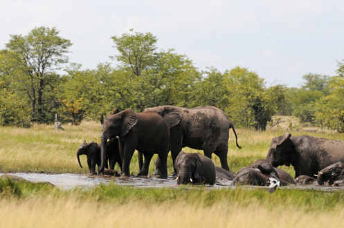 African Elephants - Namibia tour 2014