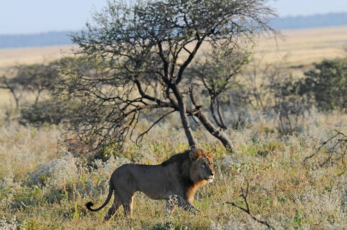 Lion - Namibia tour 2014