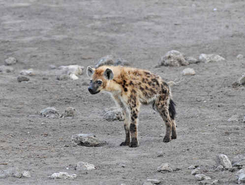 Spotted Hyena - Etosha 2014