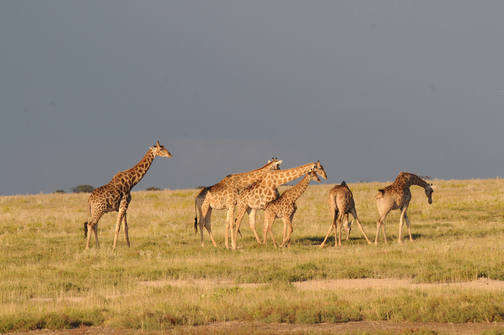 Giraffes before the rain by Nick Bray
