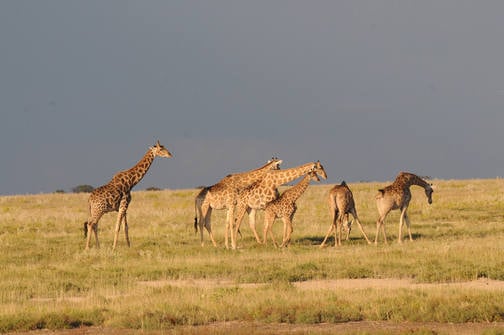 Giraffes before the rain by Nick Bray