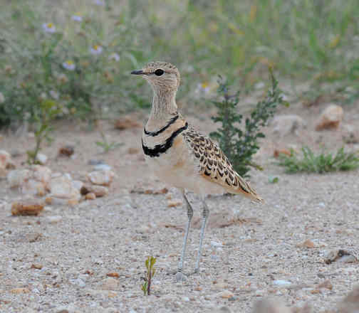 Double-banded Courser by Nick Bray