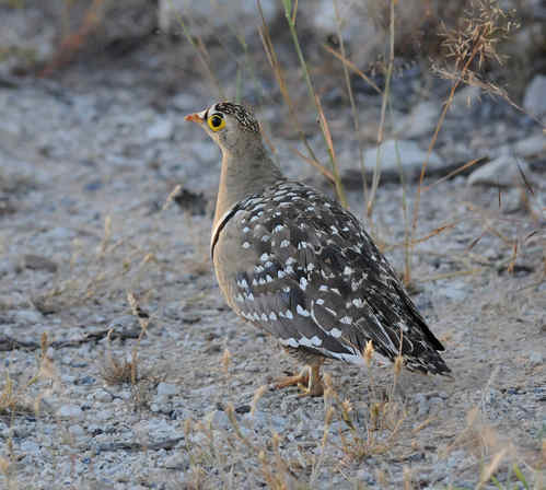 Double-banded Sandgrouse by Nick Bray