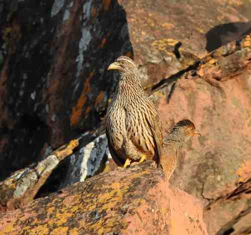 Hartlaubs-Francolin by Nick Bray