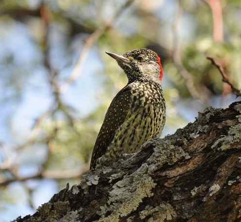 Golden-tailed-Woodpecker by Nick Bray