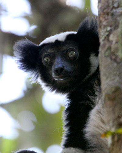 Indri-by-Steve-Bird Indri-by-Steve-Bird