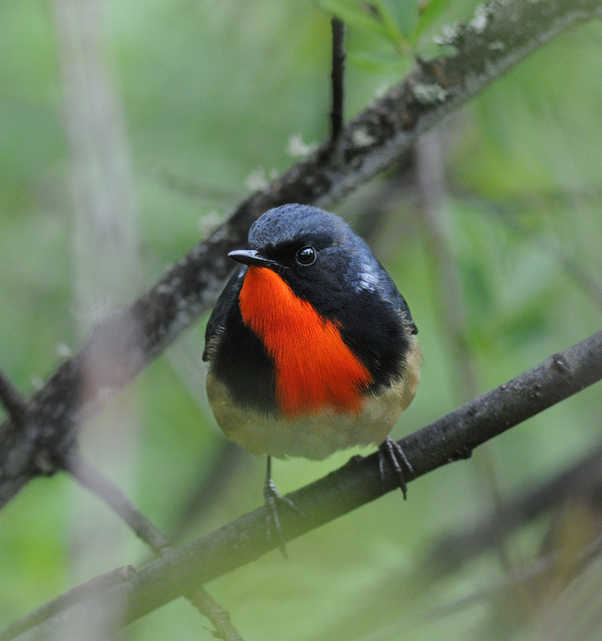 Firethroat - Erlang Shan 2014 tour