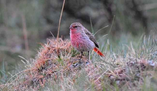 Pink-tailed-Finch-Qinghai 2014