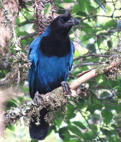 Azure-Jay by Eduardo Patrial