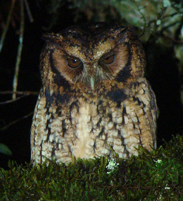 Long-tufted-Screech-Owl by Eduardo Patrial