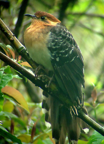 Pavonine-Cuckoo by Eduardo Patrial