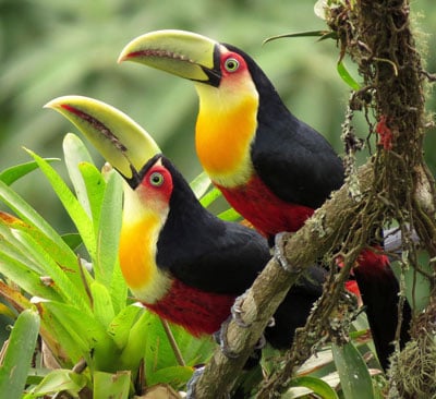 Red-breasted-Toucan by Eduardo Patrial