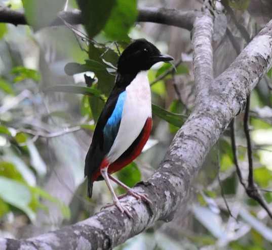 Ivory-breasted-Pitta-by Nick Bray