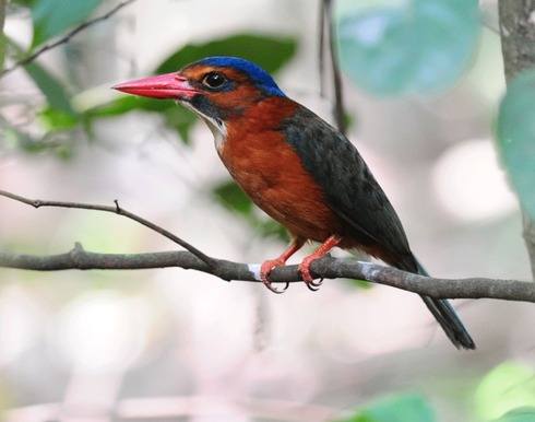 Green-backed-Kingfisher-Tangkoko 2012